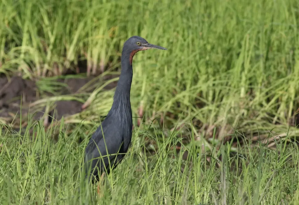 File:Slaty egret, Egretta vinaceigula, Chobe National Park, Botswana. (32278264796).jpg