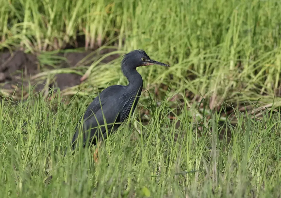 File:Slaty egret, Egretta vinaceigula, Chobe National Park, Botswana. (32167506972).jpg