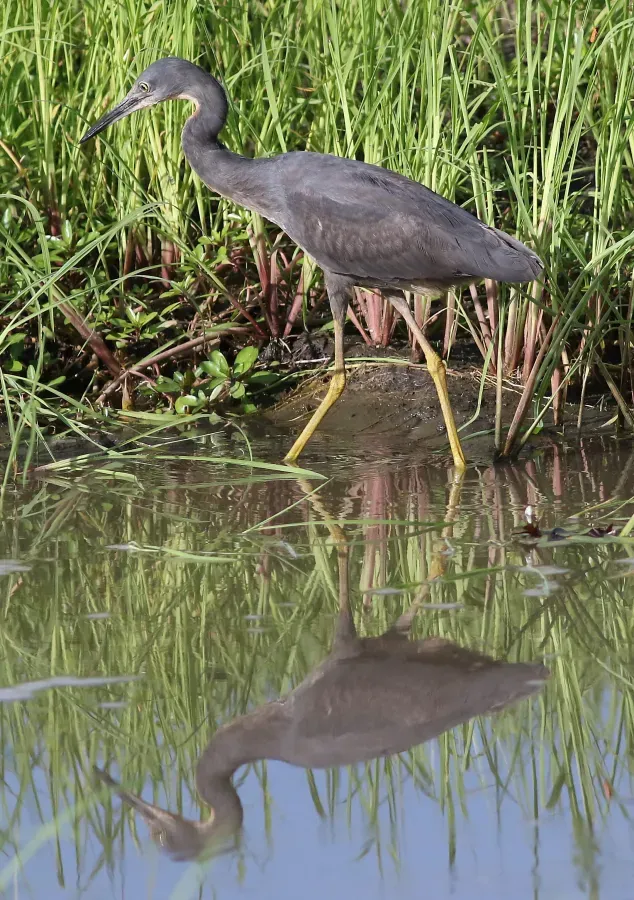 File:Slaty egret, Egretta vinaceigula, Chobe National Park, Botswana. (32197658431).jpg