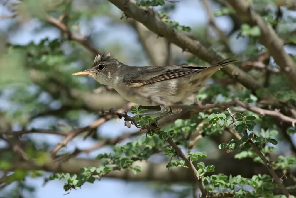 File:Olive-tree warbler, Hippolais olivetorum, at Elephant Sands Lodge, Botswana (32248894256).jpg