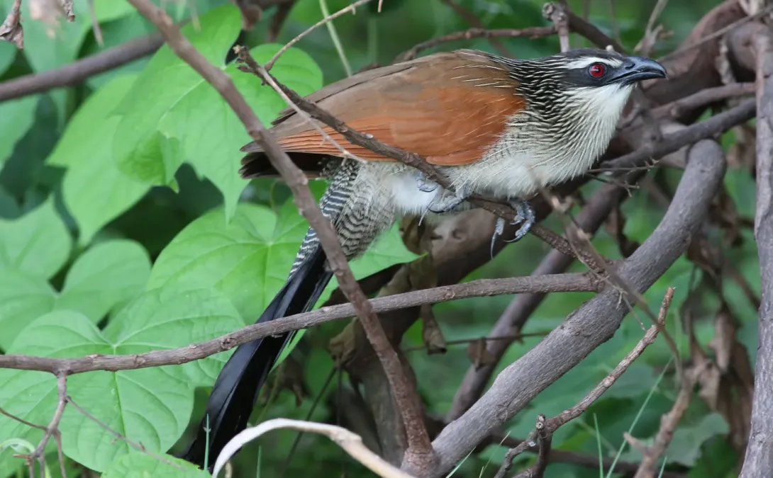 File:White-browed coucal, Centropus superciliosus, at Chobe National Park, Botswana (32278707296).jpg