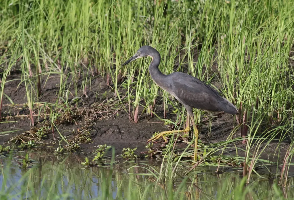 File:Slaty egret, Egretta vinaceigula, Chobe National Park, Botswana. (32278292746).jpg