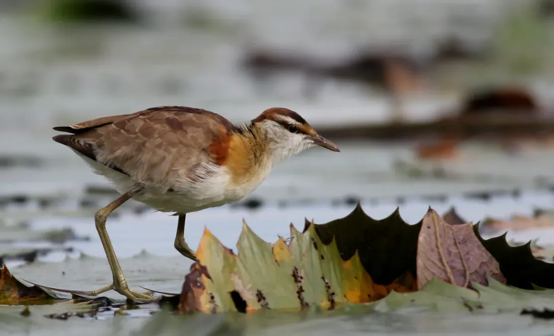 File:Lesser Jacana, Microparra capensis, Chobe River, Botswana (32065114182).jpg