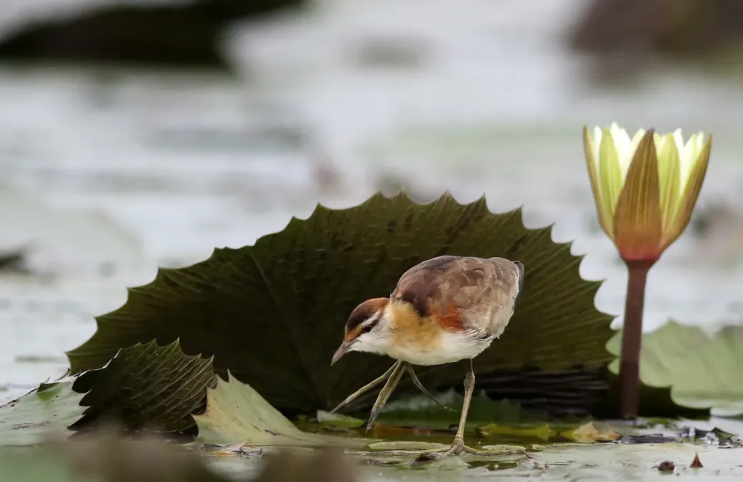 File:Lesser Jacana, Microparra capensis, Chobe River, Botswana (32095232641).jpg