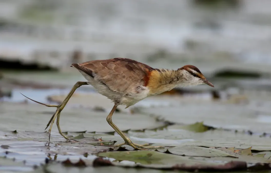 File:Lesser Jacana, Microparra capensis, Chobe River, Botswana (31838338850).jpg