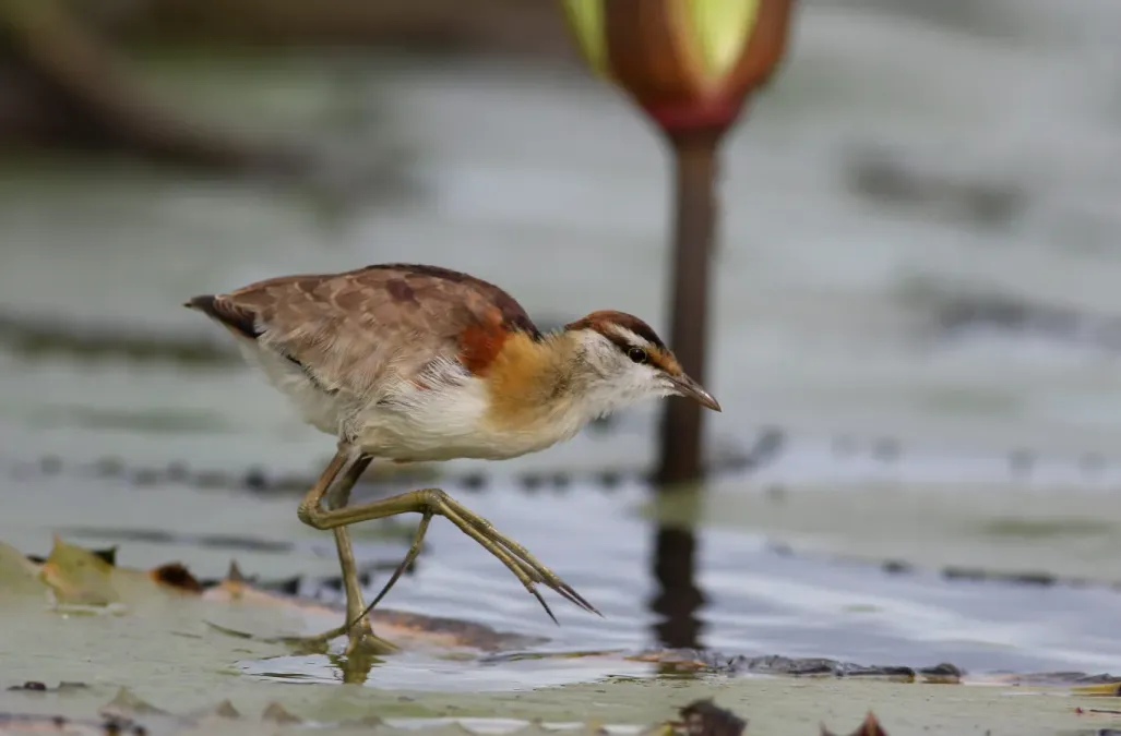 File:Lesser Jacana, Microparra capensis, Chobe River, Botswana (32213978655).jpg