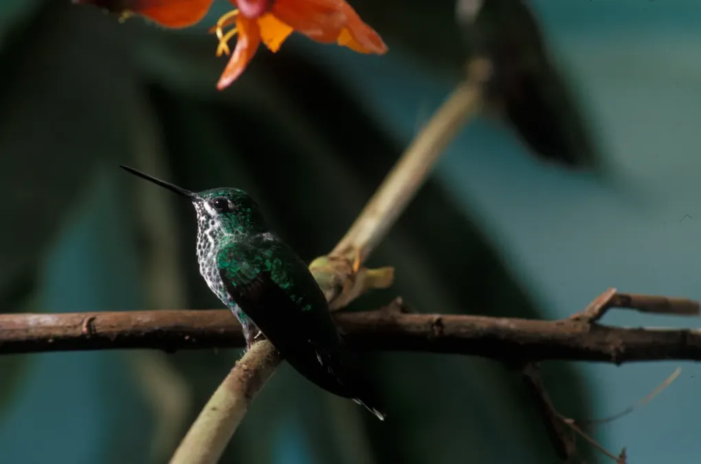 File:Urosticte ruficrissa -NBII Image Gallery-a00178.jpg