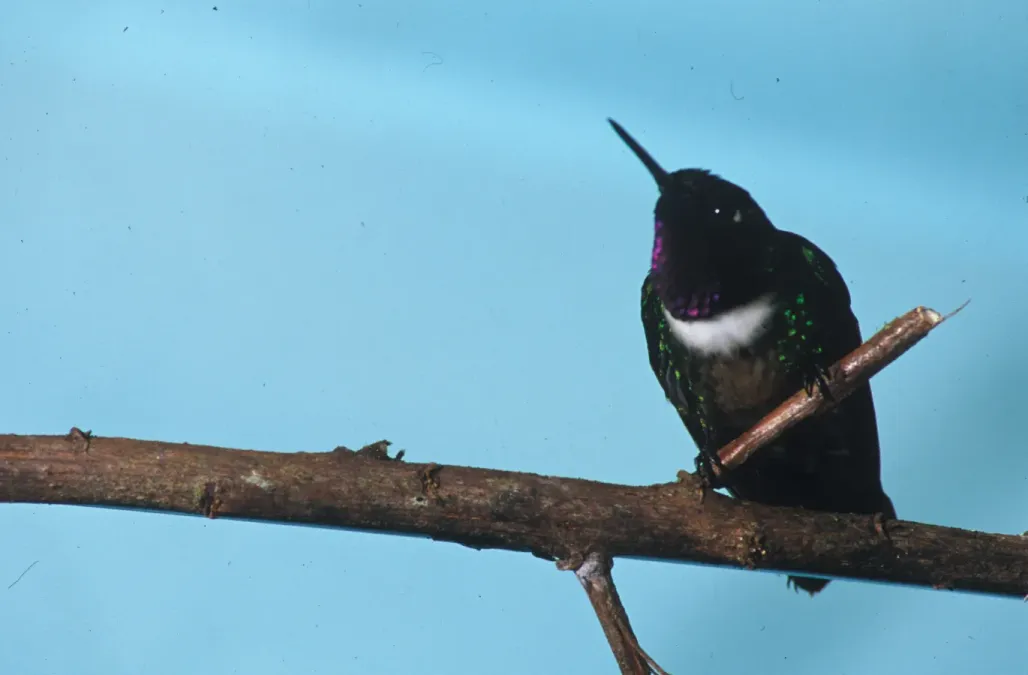 File:Heliangelus amethysticollis (male) -NBII Image Gallery-a00194.jpg