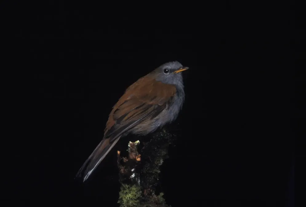 File:Myadestes ralloides -NBII Image Gallery-a00174.jpg
