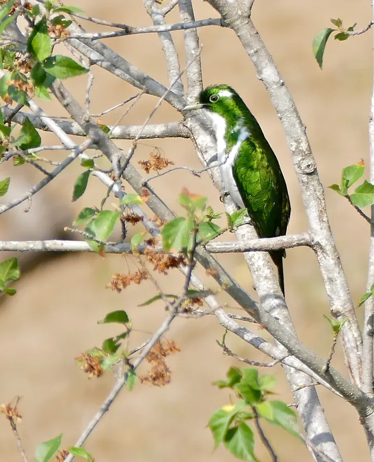 File:Klaas's Cuckoo (Chrysococcyx klaas) male (32185321011).jpg