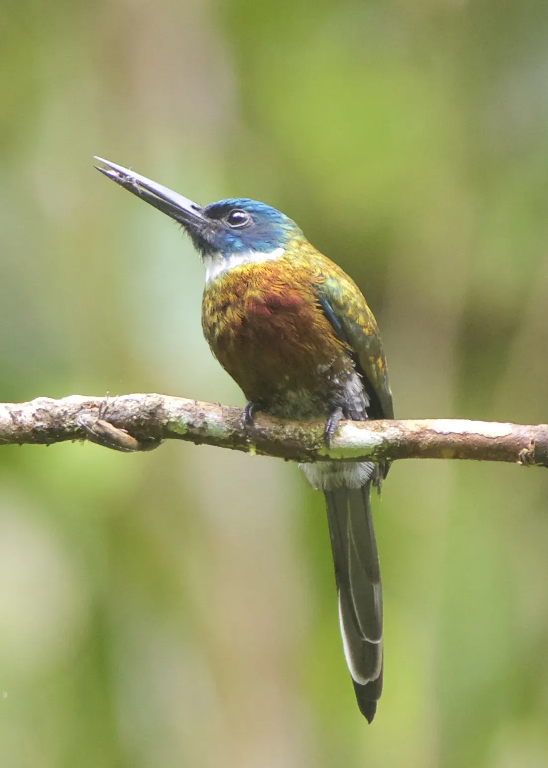 File:Purplish Jacamar (Galbula leucogastra).jpg