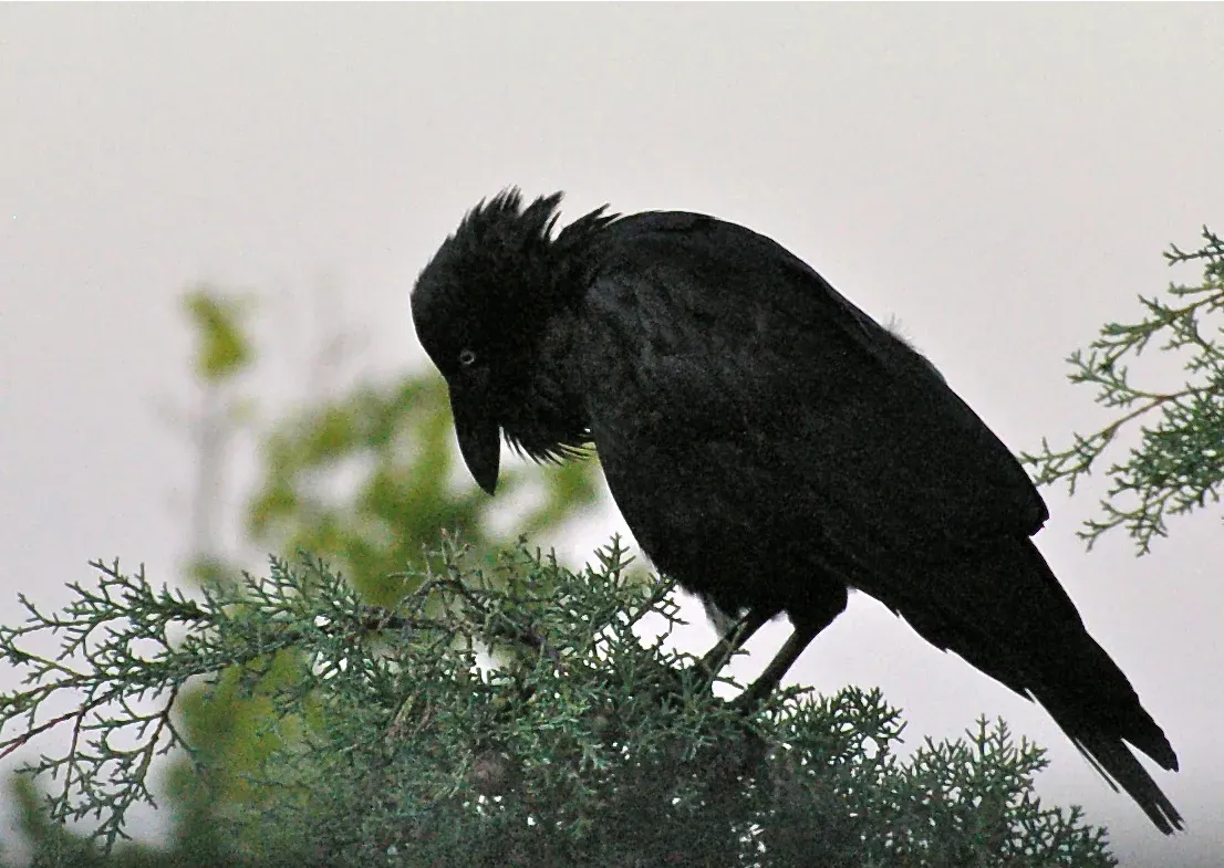 File:Corvus coronoides with head turned down.jpg