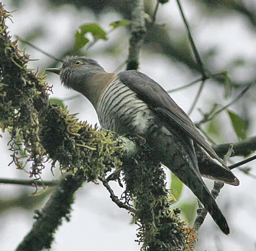 File:Cuculus saturatus Yongkola Bhutan 2 (cropped).jpg