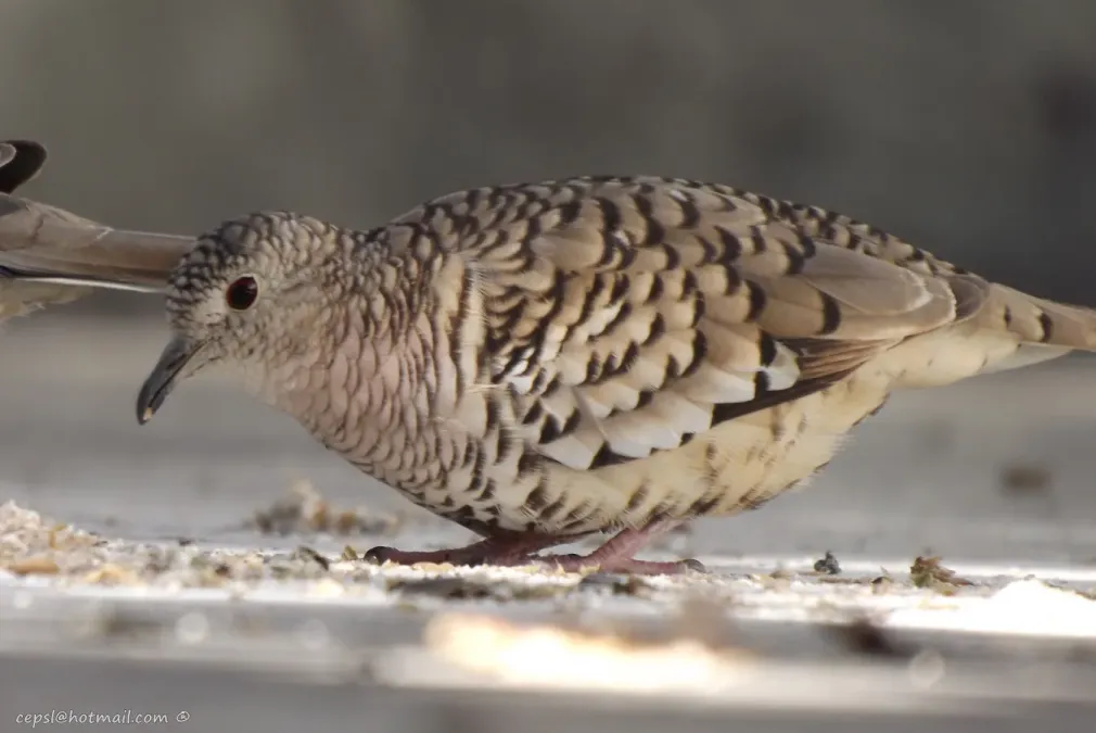 File:Tortolita Maraquita - Scaled Dove (Columbina squammata).jpg