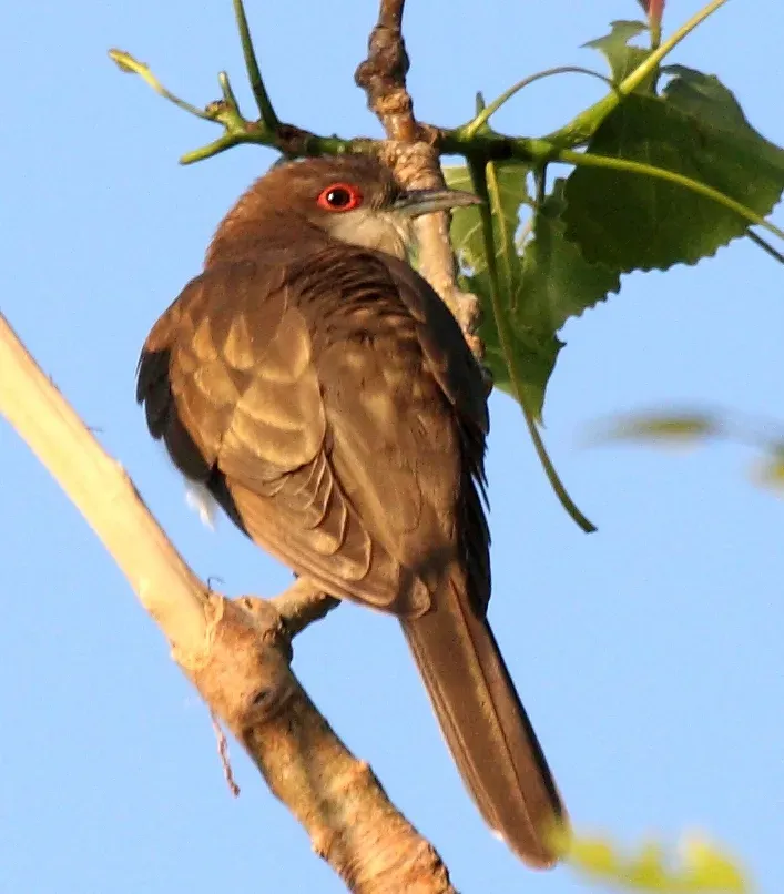File:Black-billed Cuckoo (Coccyzus erythropthalmus) (5821965275) (cropped).jpg