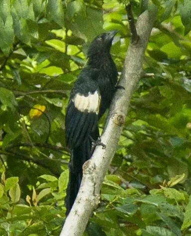 File:Centropus goliath (cropped).jpg
