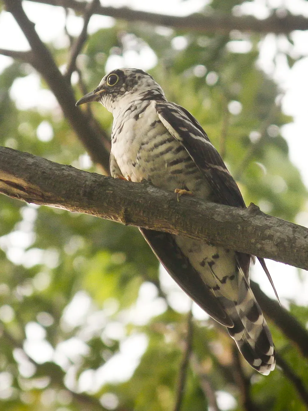 File:Indian Cuckoo (Cuculus micropterus) (7472697996) (cropped).jpg