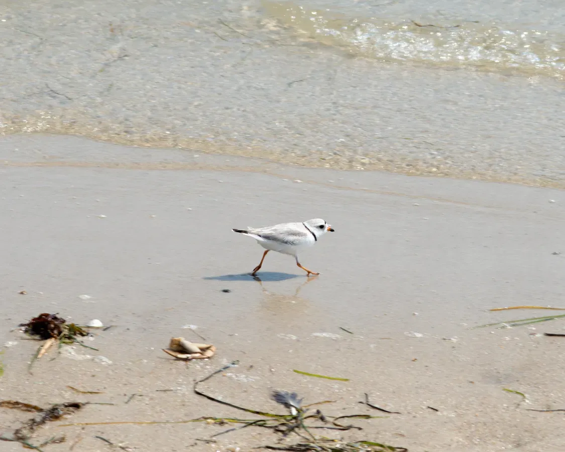 File:Charadrius melodus (Piping Plover) (27256378770).jpg