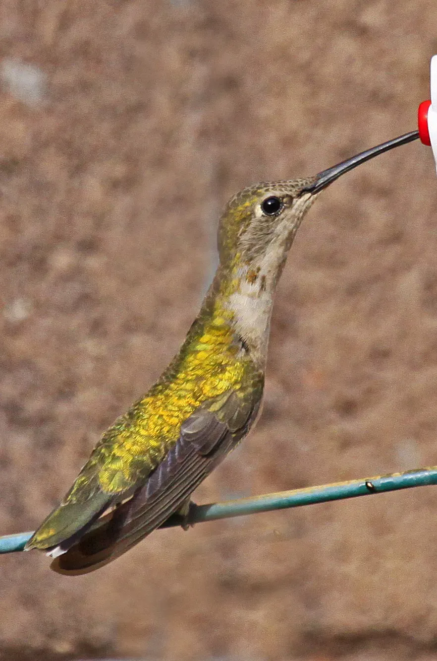 File:Black-chinned Hummingbird - Archilochus alexandri, Albuquerque, New Mexico.jpg