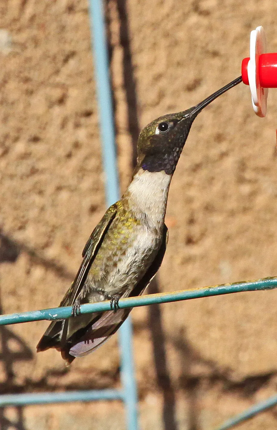 File:Black-chinned Hummingbird - Archilochus alexandri, Albuquerque, New Mexico - 7354041272.jpg
