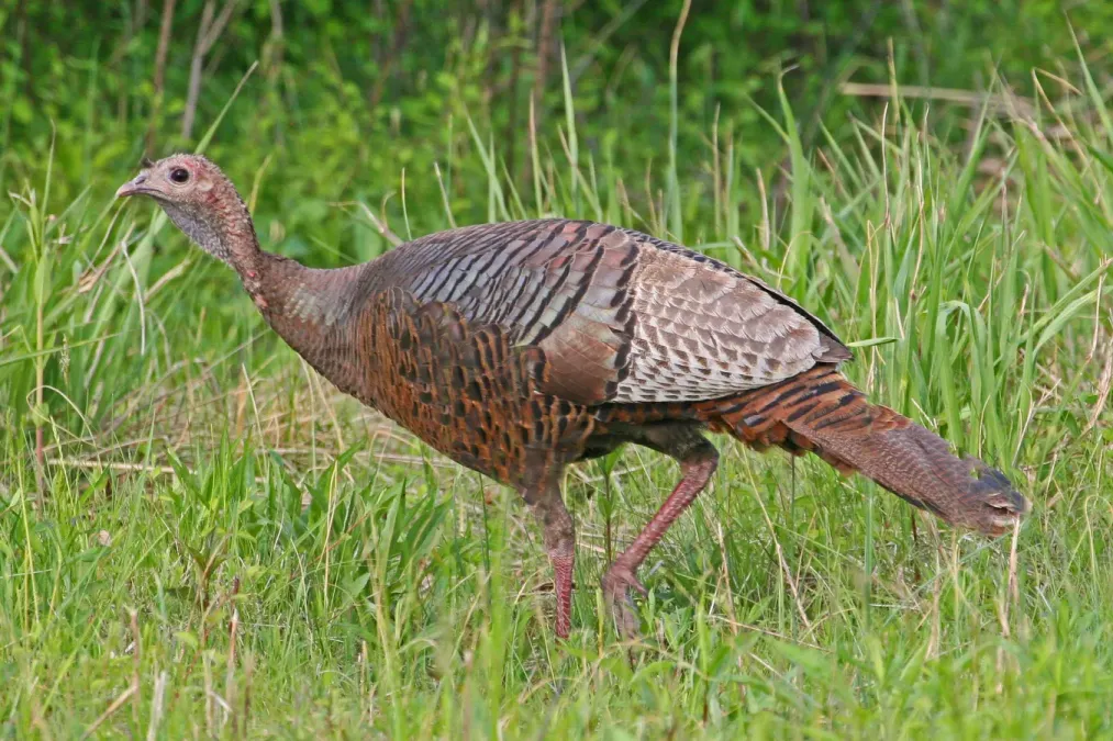 File:Wild Turkey (female) - Meleagris gallopavo, Occoquan Bay National Wildlife Refuge, Woodbridge, Virginia.jpg