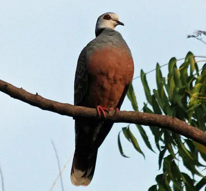 File:Adamawa Turtle-dove (Streptopelia hypopyrrha) on branch.jpg