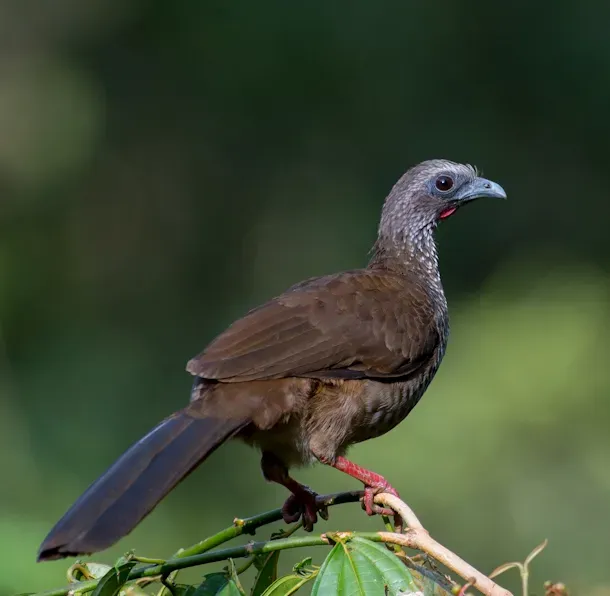 File:Ortalis guttata, Speckled Chachalaca (cropped).jpg