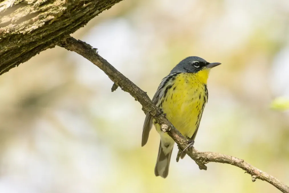 File:Kirtland's Warbler (Setophaga kirtlandii) (26808803076).jpg
