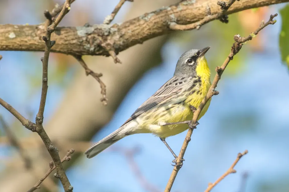 File:Kirtland's Warbler (Setophaga kirtlandii) (26808852896).jpg