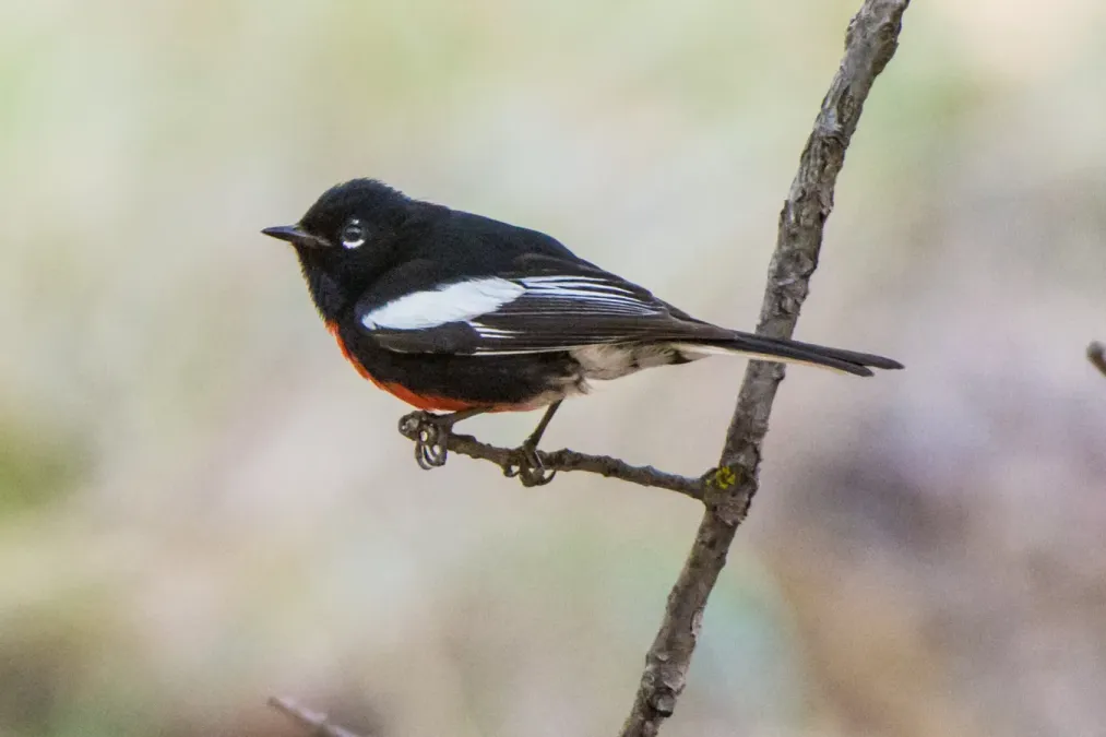 File:Painted Redstart (Myioborus pictus) (27501002412).jpg