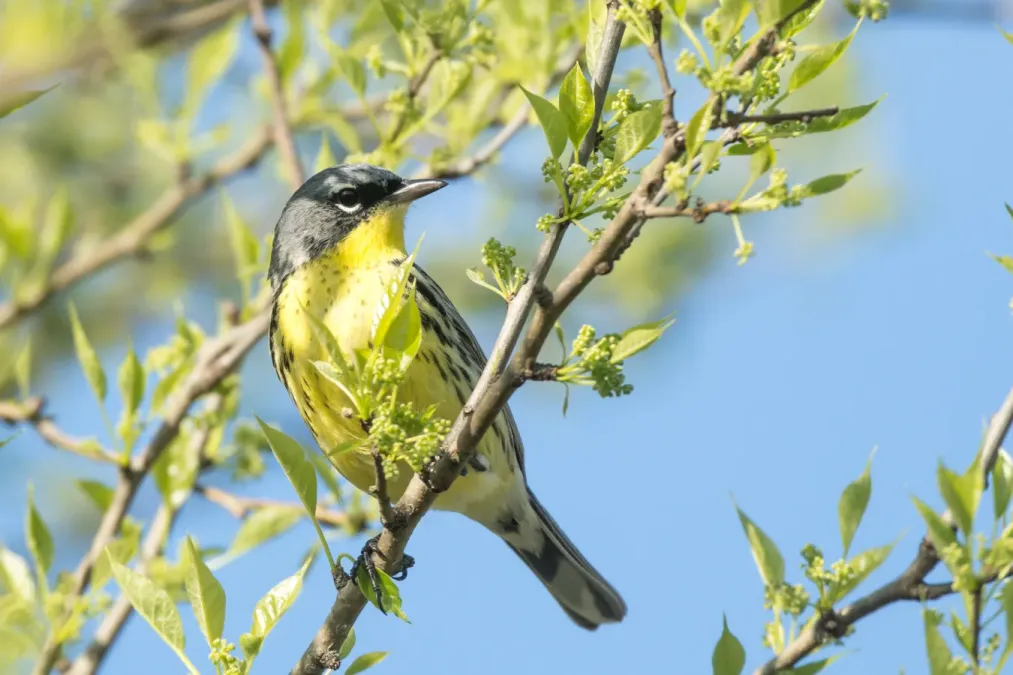 File:Kirtland's Warbler (Setophaga kirtlandii) (26808812656).jpg