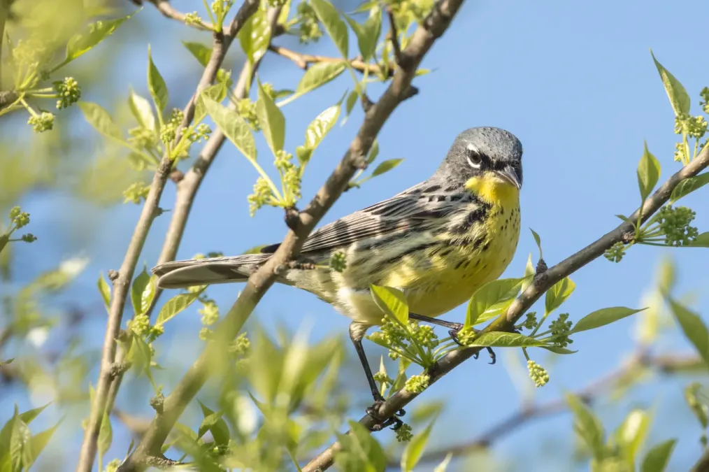 File:Kirtland's Warbler (Setophaga kirtlandii) (26808807666).jpg