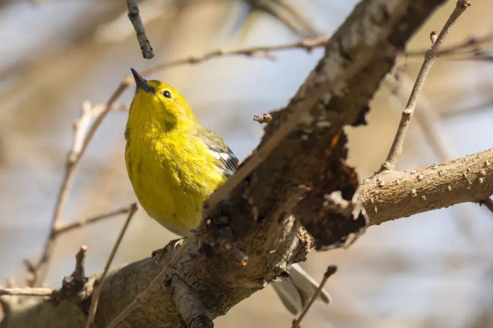 File:Pine Warbler (Setophaga pinus) (25388778813).jpg
