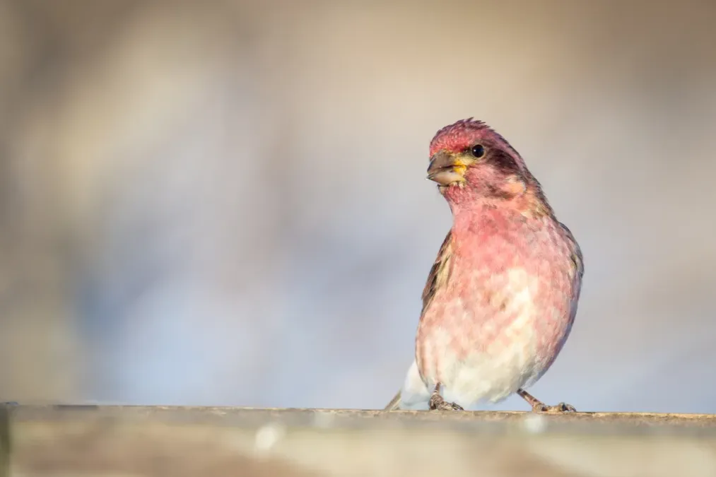 File:Purple Finch (Haemorhous purpureus) (24709794690).jpg