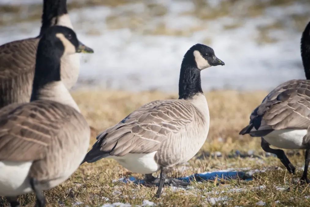 File:Cackling Goose (Branta hutchinsii) (23942700903).jpg