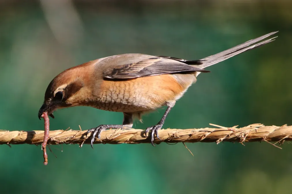 File:Lanius bucephalus (eating Earthworm).jpg
