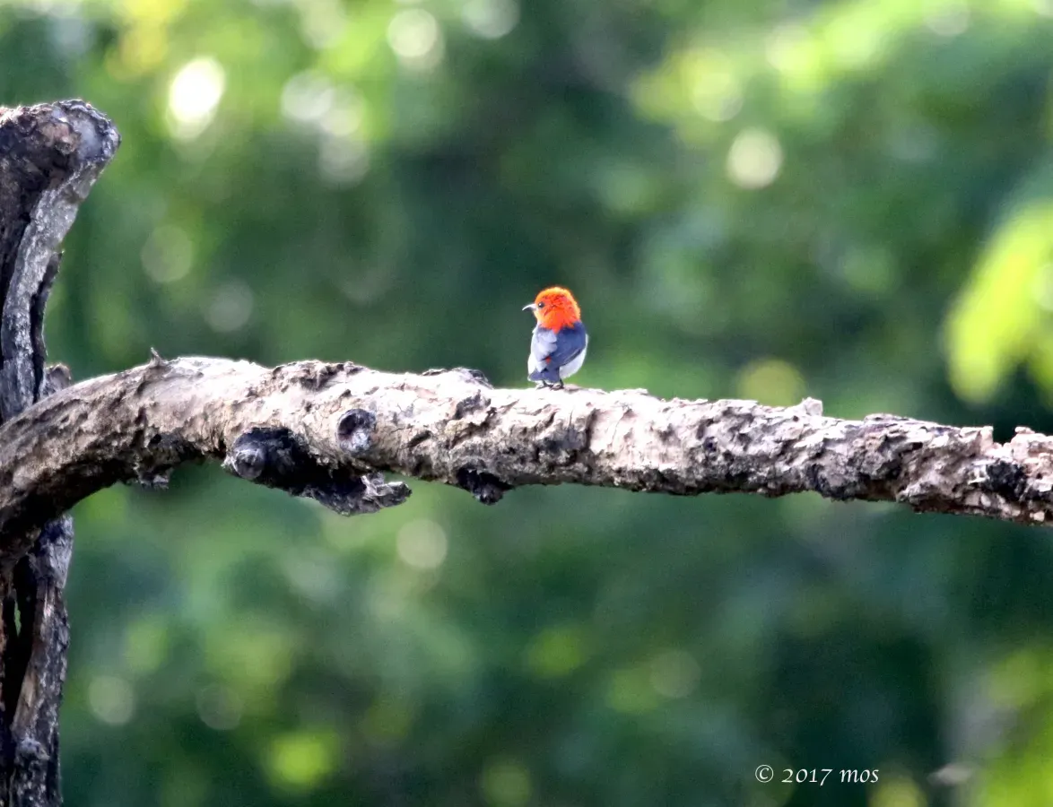 File:Scarlet-headed Flowerpecker (Dicaeum trochileum) of South Jakarta, Indonesia.jpg