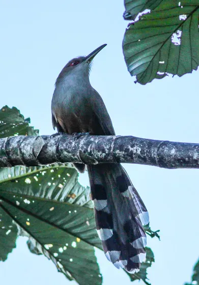 File:Coccyzus vieilloti (cropped).jpg
