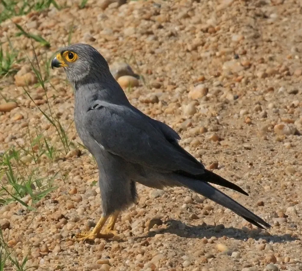File:Grey kestrel (Falco ardosiaceus) (cropped).jpg