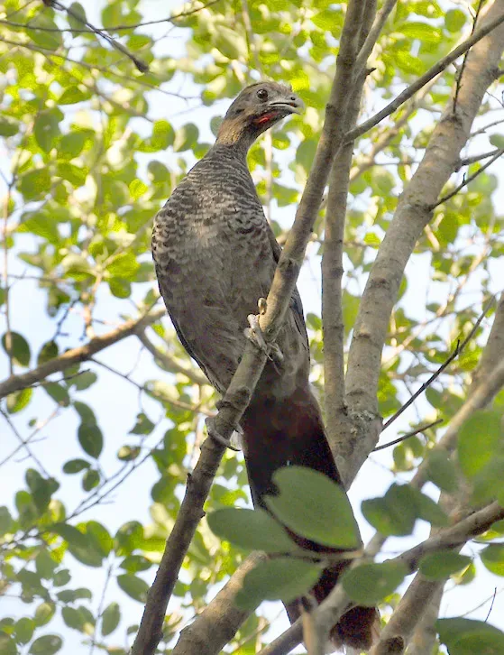 File:Ortalis squamata - Pelotas, Rio Grande do Sul, Brazil (cropped).jpg
