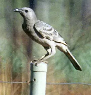 File:Chlamydera nuchalis (Great Bowerbird)1.jpg