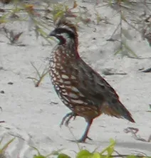 File:Colinus nigrogularis 1 (cropped).jpg