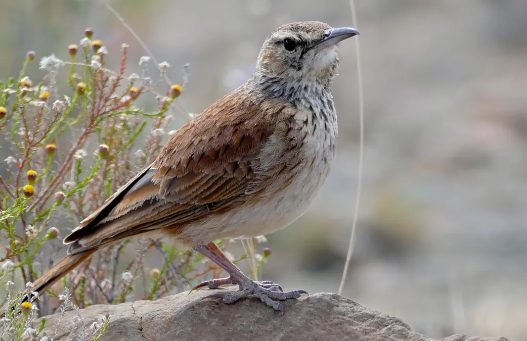 File:Karoo Long-billed Lark (Certhilauda subcoronata) (31737723963).jpg