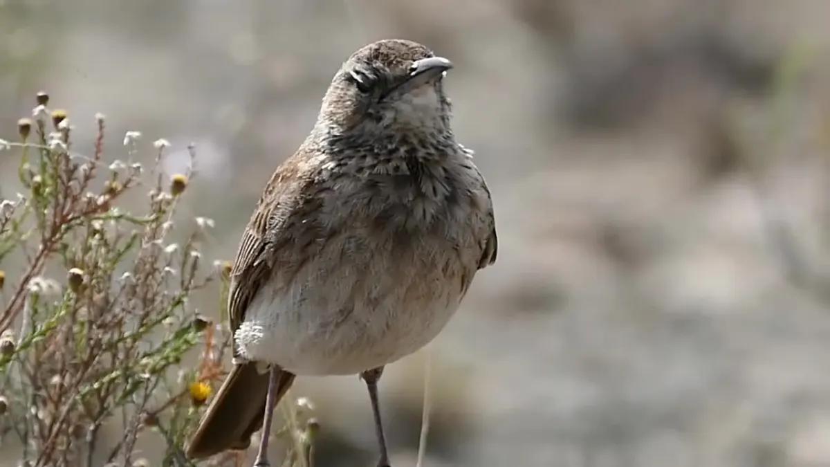 File:Karoo Long-billed Lark (Certhilauda subcoronata) calling (32550313935).jpg