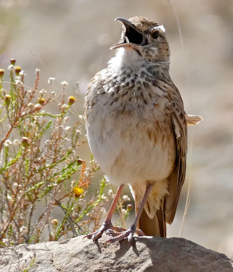 File:Karoo Long-billed Lark (Certhilauda subcoronata) calling (31737859793).jpg