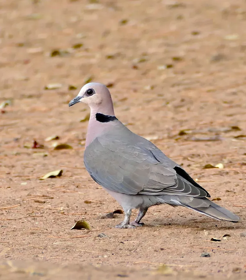 File:Red-eyed Dove (Streptopelia semitorquata) (32346608062).jpg