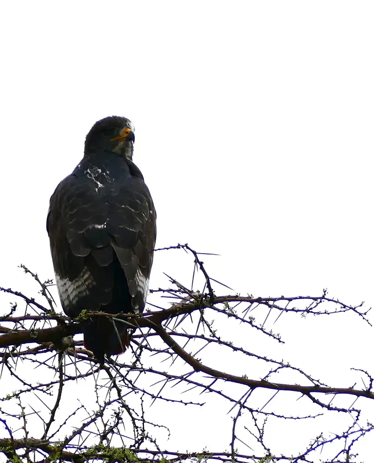 File:Jackal Buzzard (Buteo rufofuscus) (32330031522).jpg