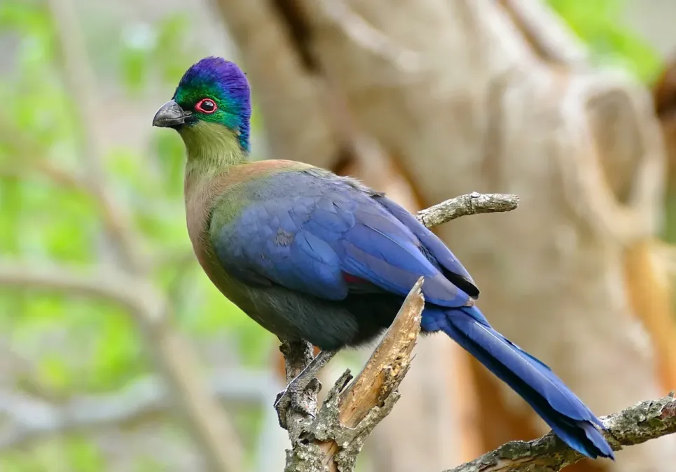 File:Purple-crested Turaco (Gallirex porphyreolophus) (32424422866).jpg