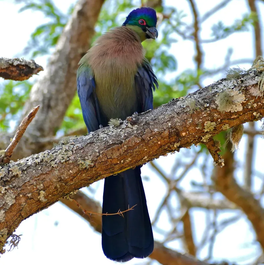 File:Purple-crested Turaco (Gallirex porphyreolophus) (32421804576).jpg