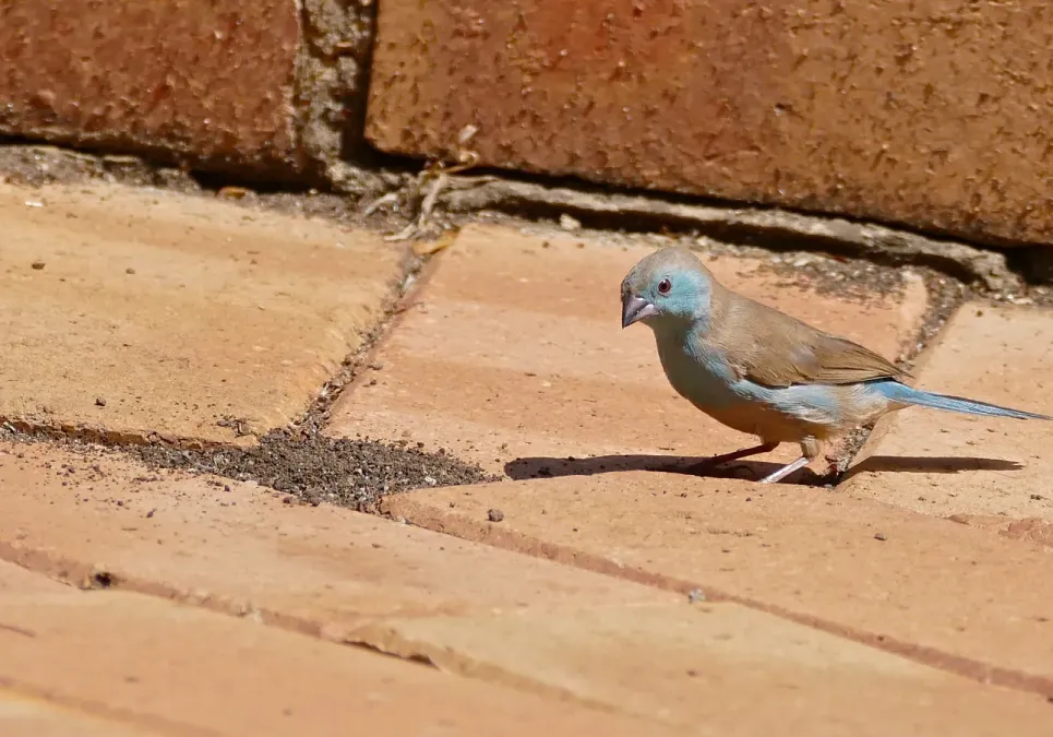 File:Blue Waxbill (Uraeginthus angolensis) male (32286090322).jpg